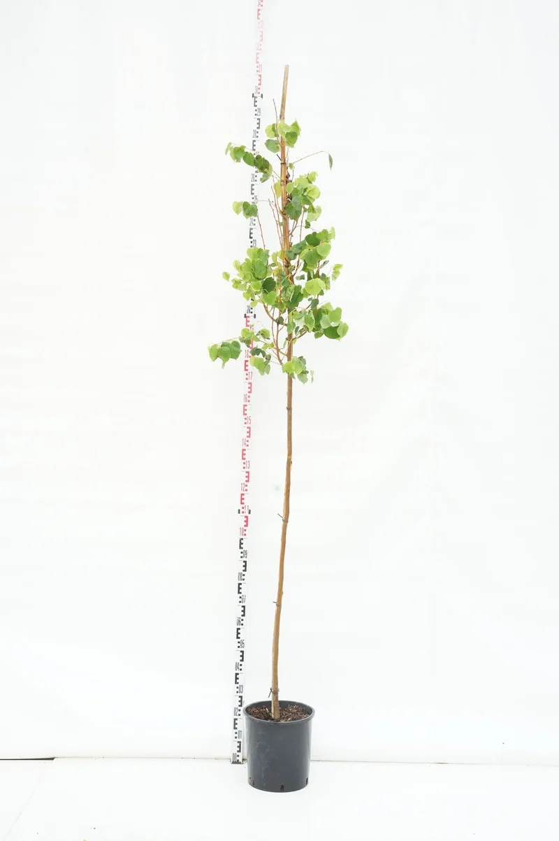 Tilia cordata 'Winter Orange' Stamträd 4-6 cm C18 (18 liters kruka)