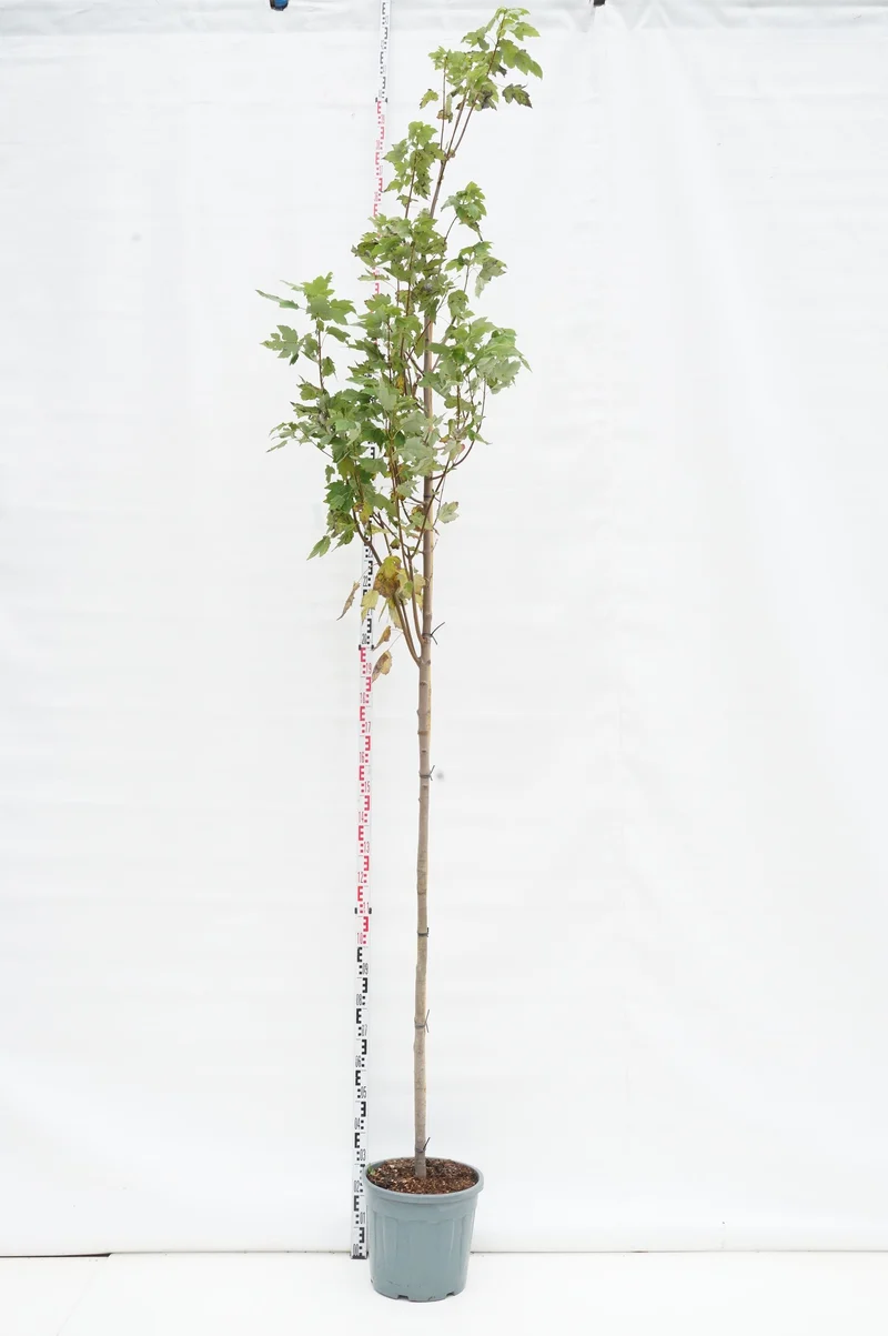 Acer freem. 'Autumn Blaze' Stam 8-10 cm C30 (30 liters kruka)