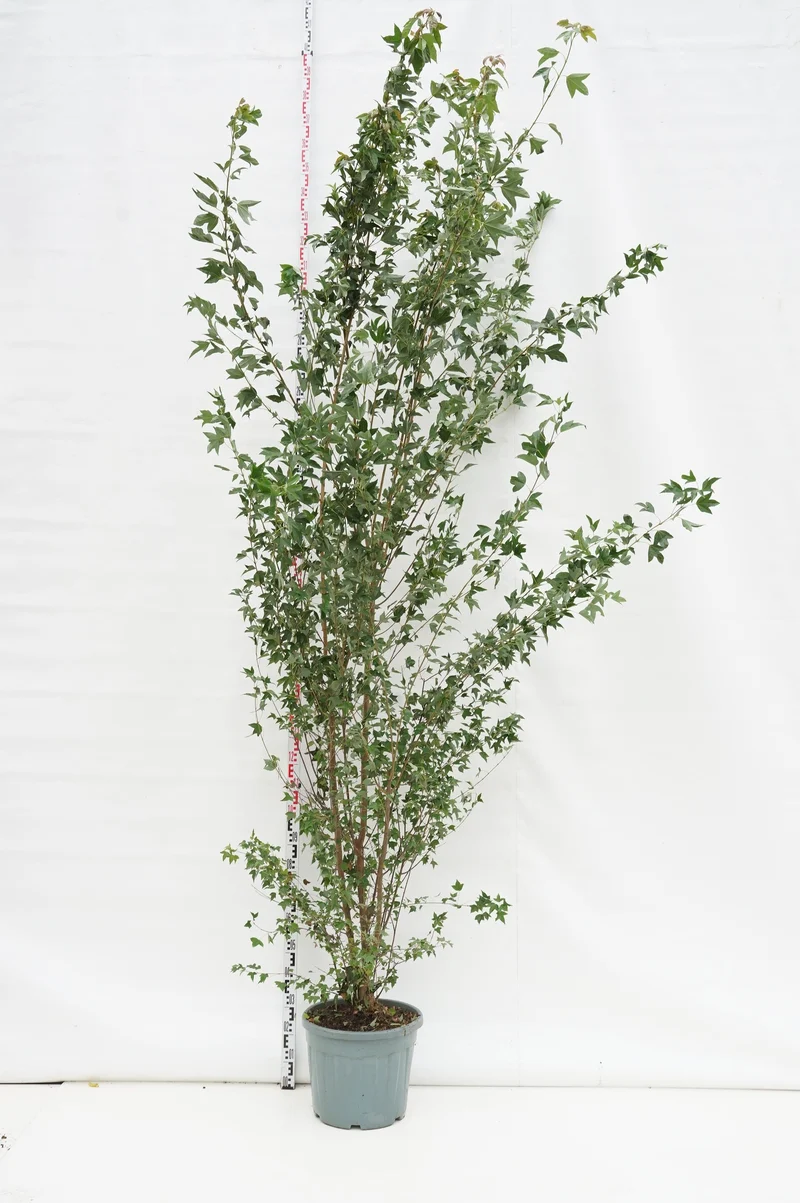 Acer buergerianum C35 (35 liters kruka) 250-300 cm