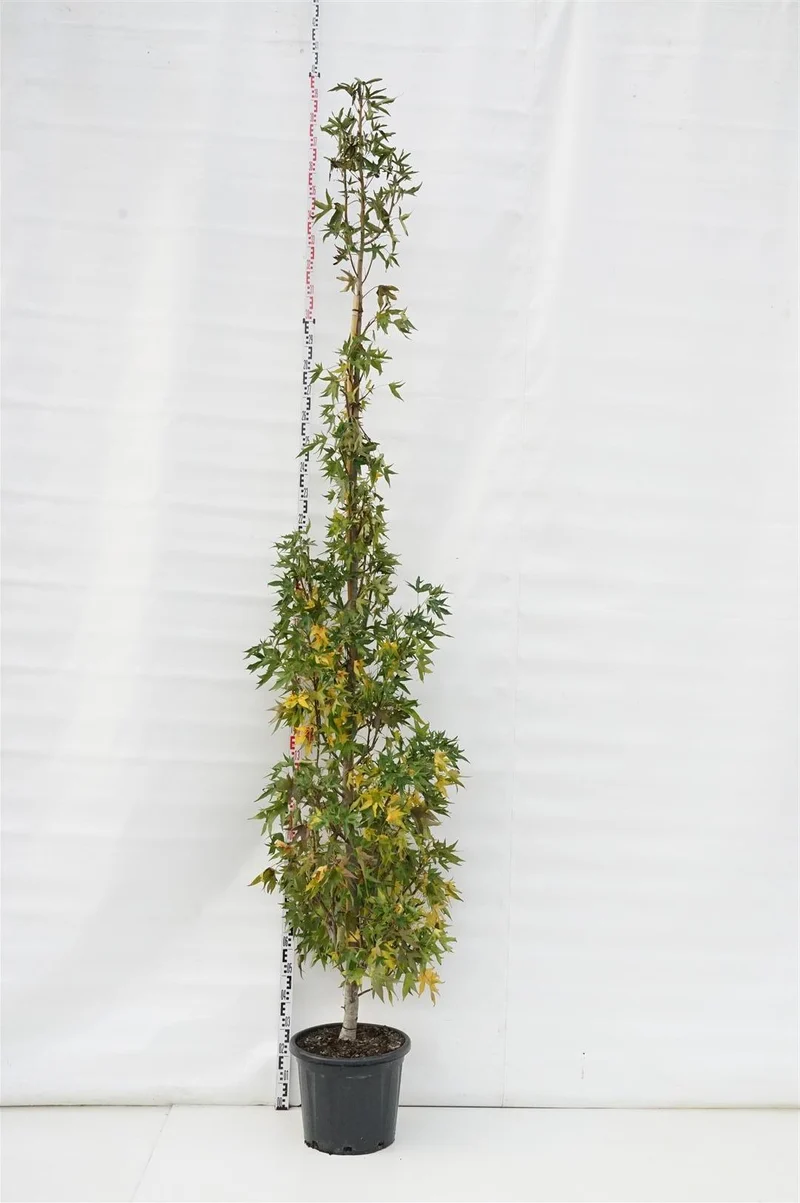 Liquidambar st. 'Worplesdon' C35 (35 liters kruka) 250-300 cm