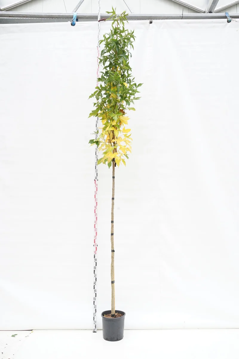 Liquidambar styraciflua 'Slender Silhouette' 180 cm, stamomfång 8-10 cm, C18 (18 liters kruka)