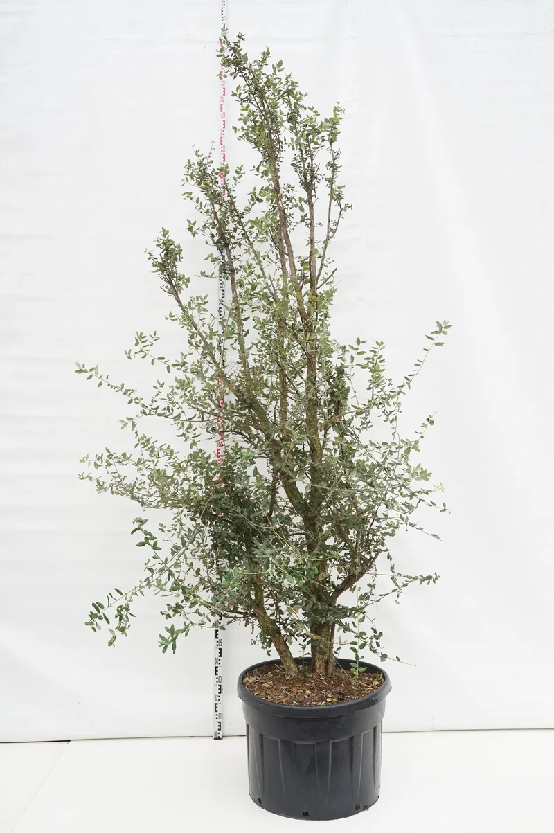 Quercus suber C150 (150 liters kruka) 300-350 cm
