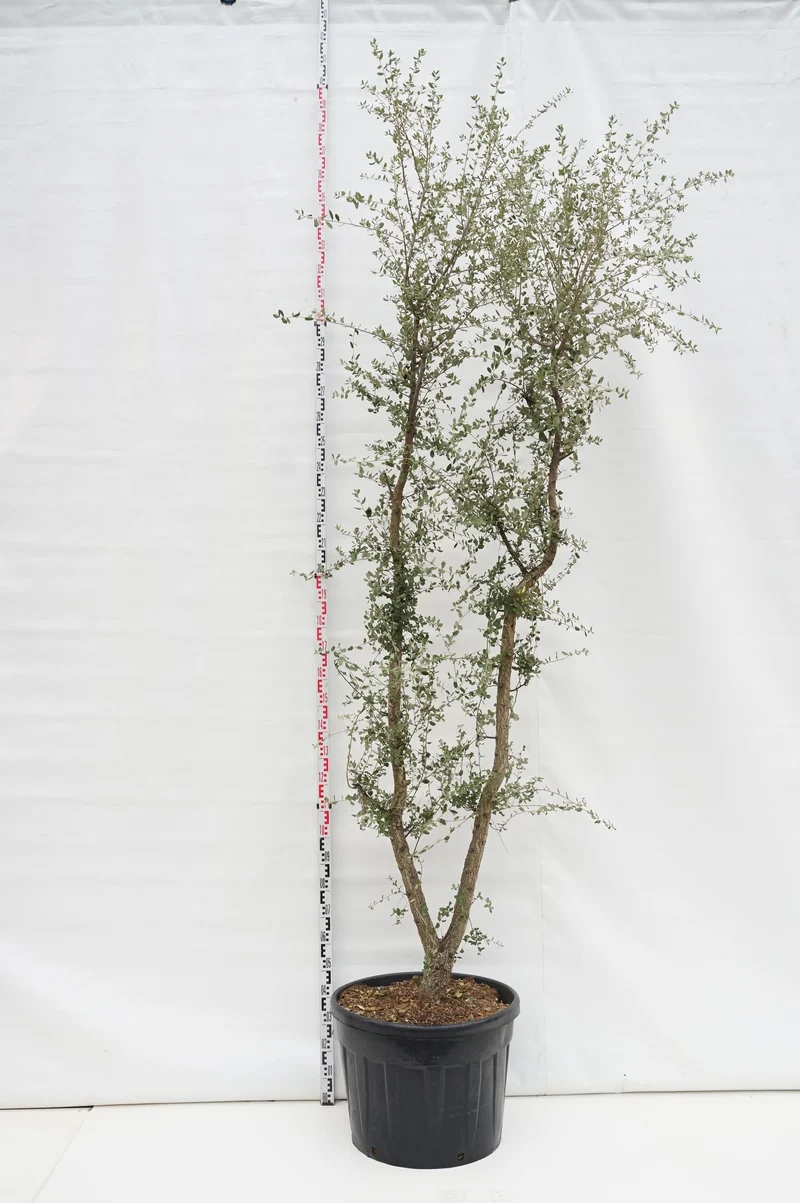 Quercus suber C130 (130 liters kruka) 250-300 cm flerstammig