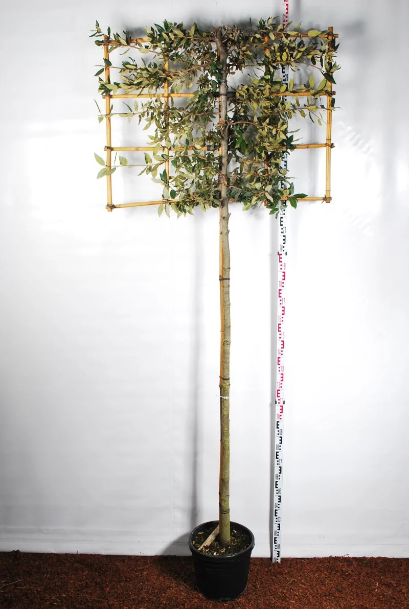 Quercus ilex (spaljé) stam 200 cm omkrets 10-12 cm C35 (35 liters kruka)