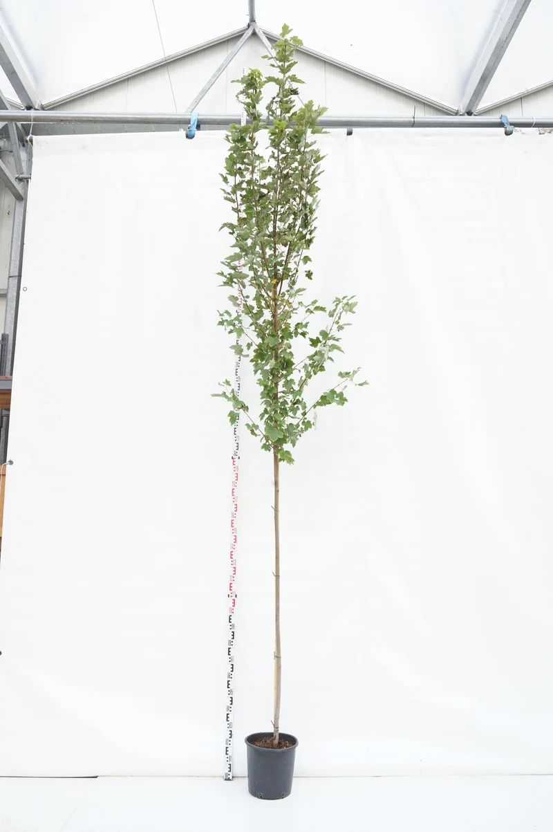 Liquidambar styraciflua C55 (55 liters kruka) 300-350 cm