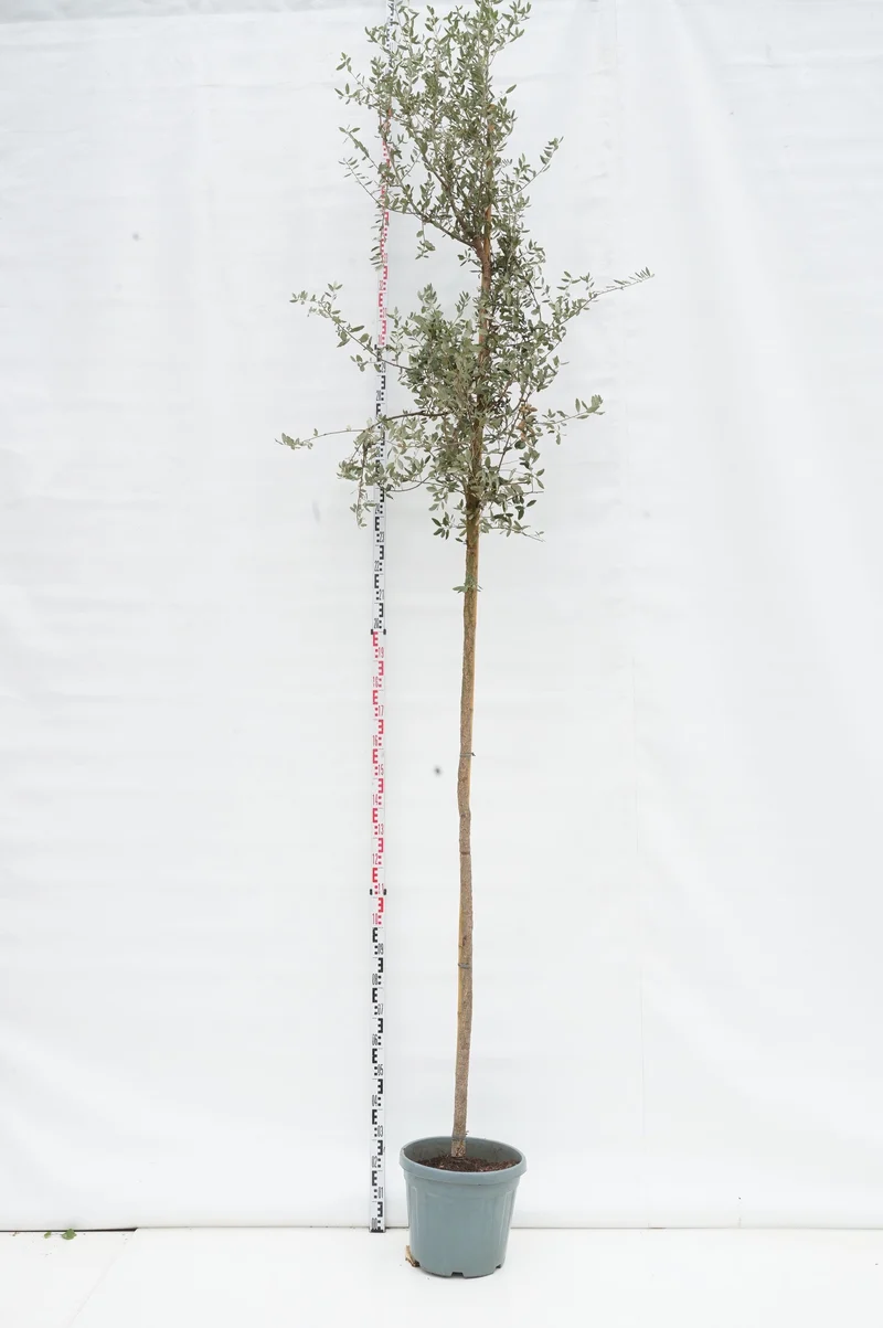 Quercus suber stamomfång 10-12 cm C35 (35 liters kruka)