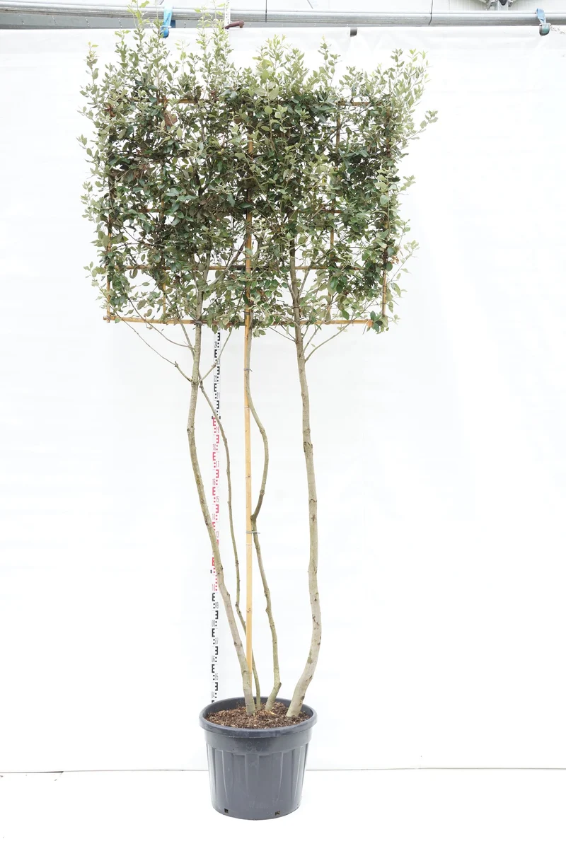 Quercus ilex (spaljerad) flerstammig C90 (90 liters kruka)