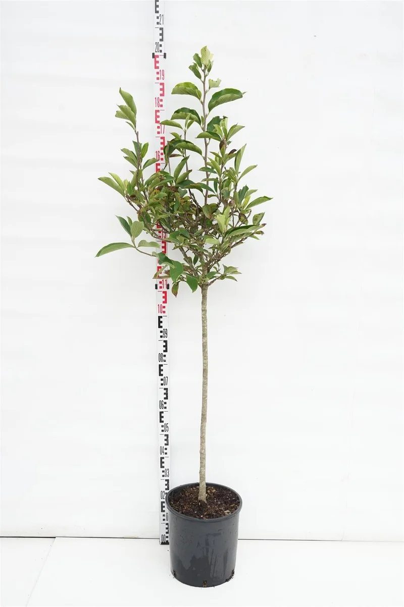 Magnolia soulangeana 80 cm stam - C18 (18 liters kruka)