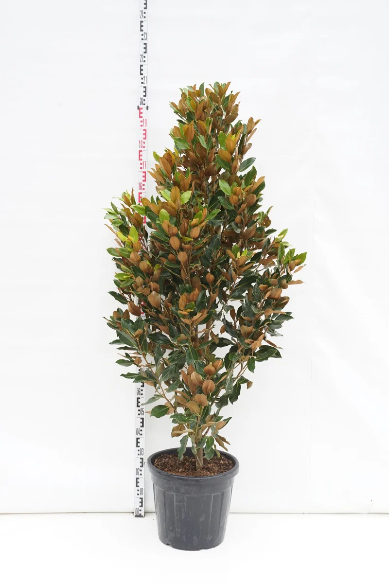 Magnolia grand. 'Little Gem' 150-175 cm C35 (35 liters kruka)