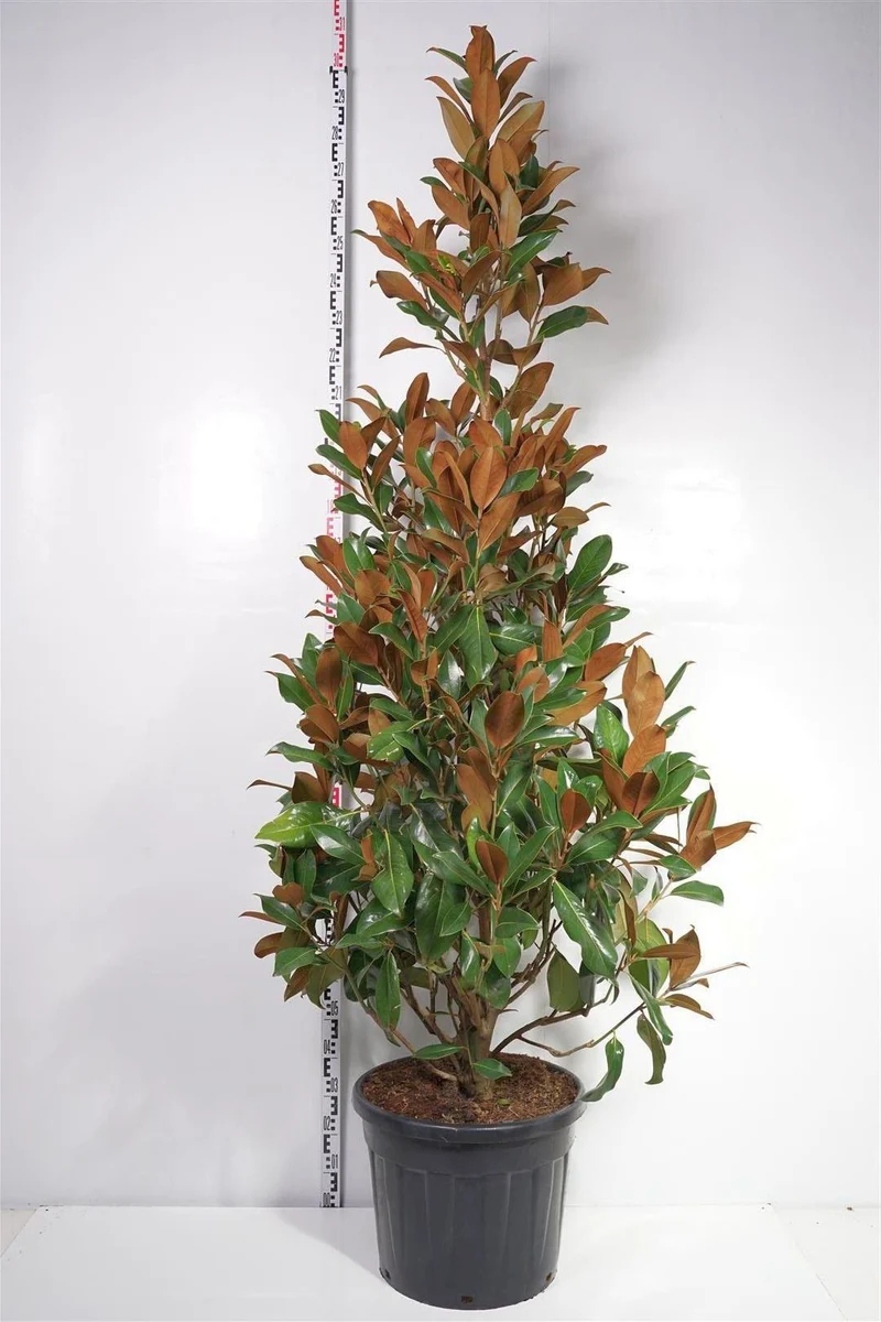 Magnolia grand. 'Gallissonniere' C70 (70 liters kruka) 200-250 cm
