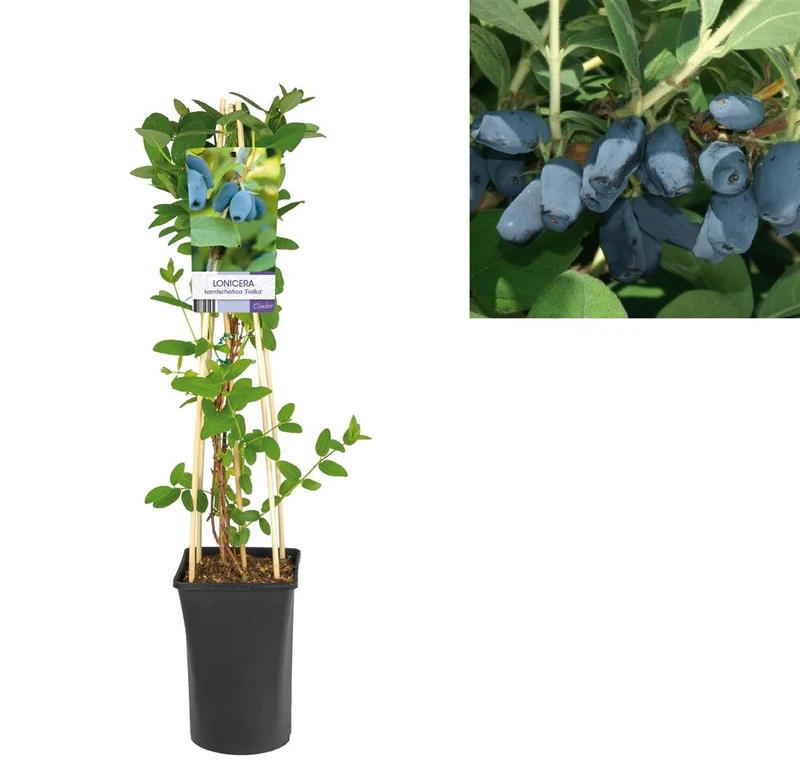 Lonicera k. 'Fialka' C2,5 (2,5 liters kruka) 70 cm