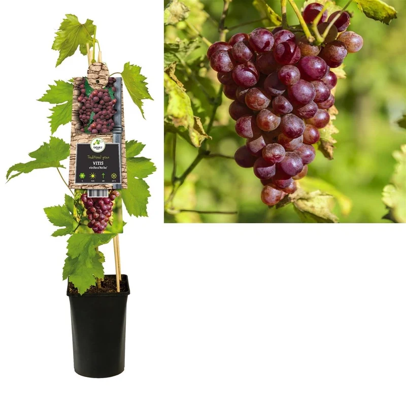 Vitis 'Heike' C2,5 (2,5 liters kruka) 70 cm