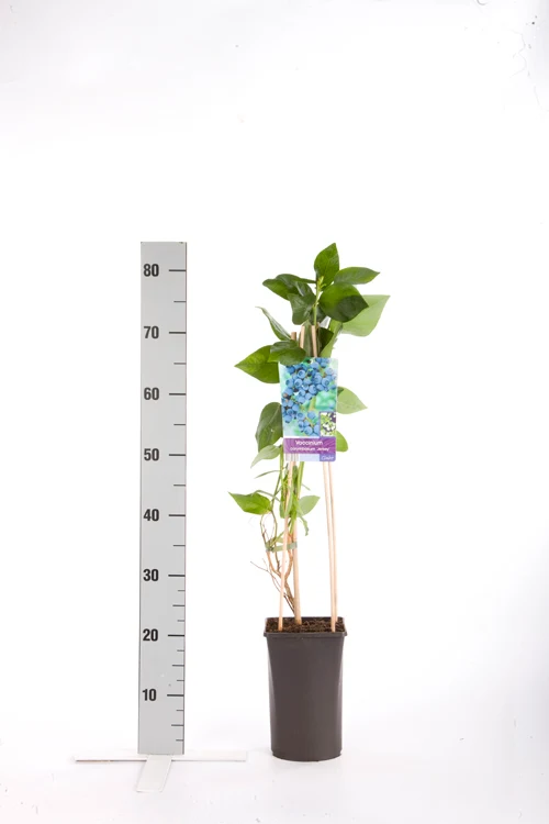 Amerikanskt blåbär Vaccinium cor. 'Jersey' 70 cm, C2,5 (2,5 liters kruka)