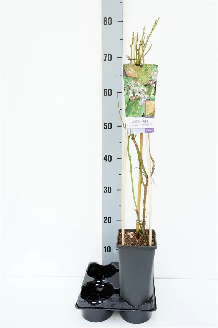 Vaccinium cor. 'Flamingo'® C2,5 (2,5 liters kruka) 70 cm