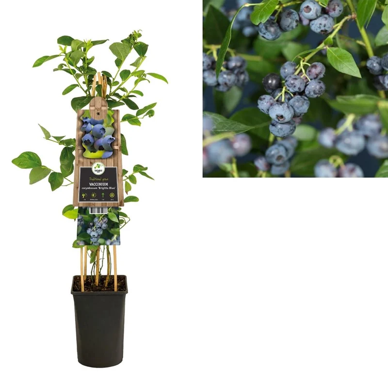 Amerikanskt blåbär Vaccinium cor. 'Brigitta Blue' C2,5 (2,5 liters kruka) 70 cm
