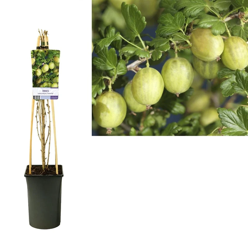 Ribes uva-crispa 'Invicta' C2,5 (2,5 liters kruka) 70 cm