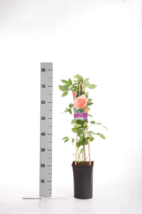 Rosa 'Orange Climber' C2,5 (2,5 liters kruka) 70 cm