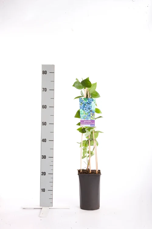 Amerikanskt blåbär Vaccinium cor. 'Goldtraube 71' 70 cm, C2,5 (2,5 liters kruka)