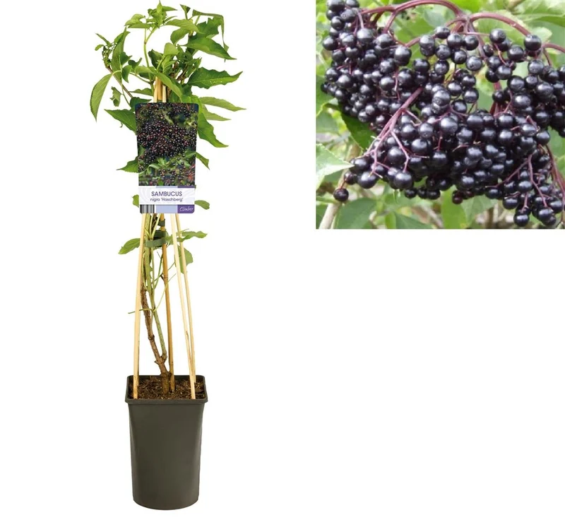 Sambucus nigra 'Haschberg' C2,5 (2,5 liters kruka) 70 cm
