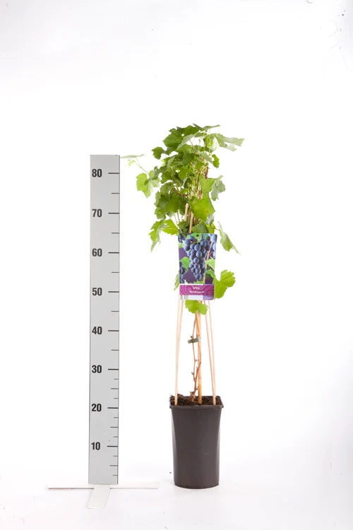 Vitis 'Rembrandt' C2,5 (2,5 liters kruka) 70 cm