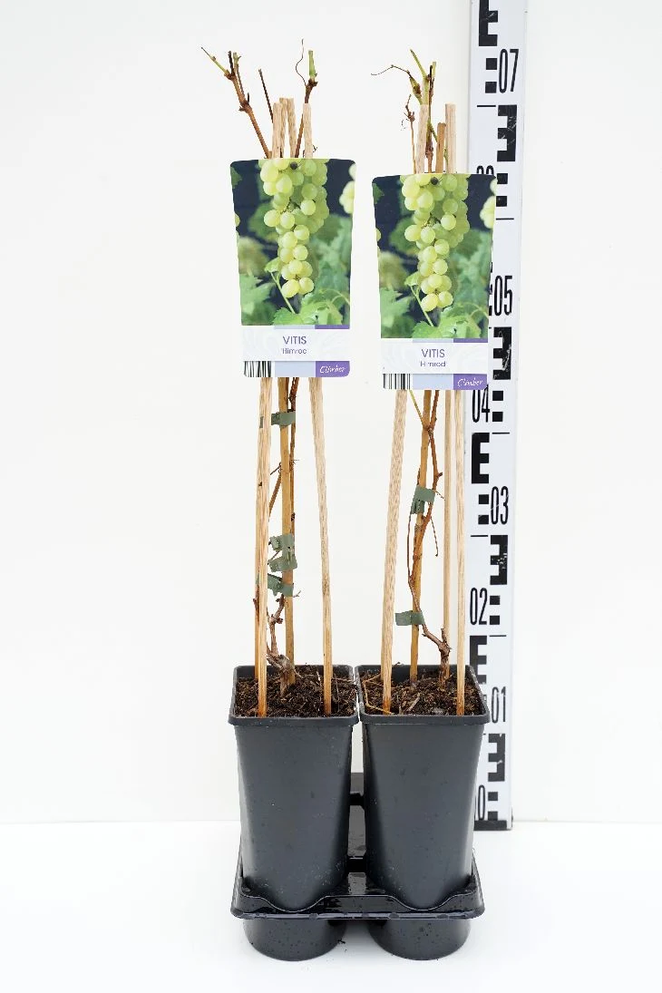 Vitis 'Himrod' C2,5 (2,5 liters kruka) 70 cm