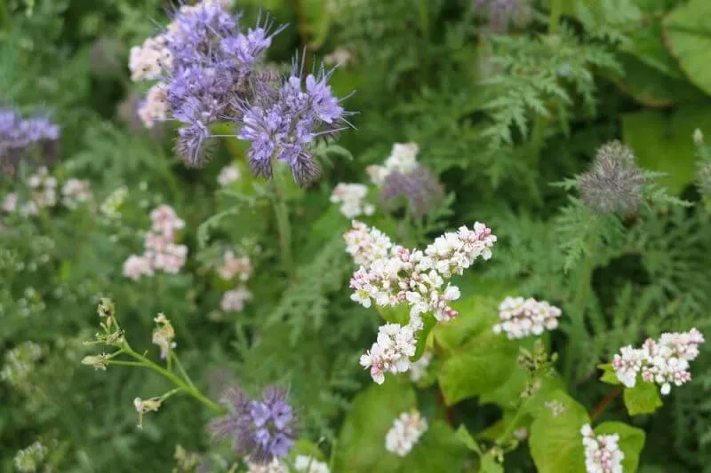 Blomsterträda Ettårig 10 kg