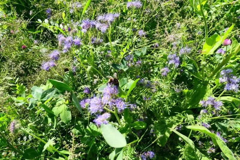 Blomster- och pollineringsbrak med gräs 10 kg