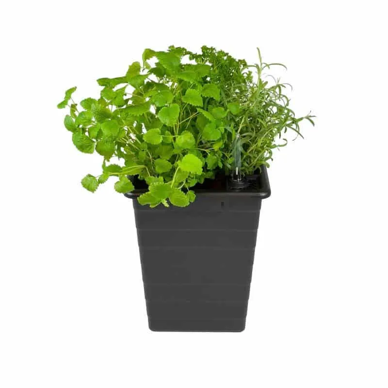 Homefarm självbevattningskruka med vattenmätare