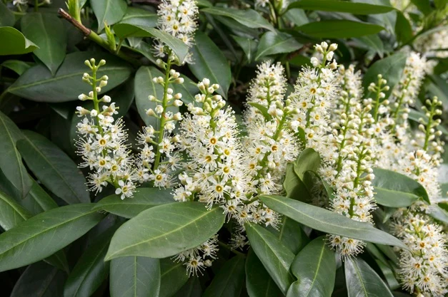 Lagerhägg 'Genolia' 80-100 cm