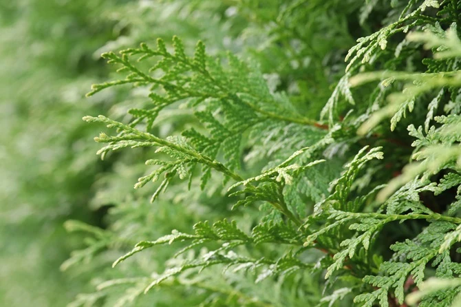 Thuja Brabant 140-160 cm HÖST-SPECIAL