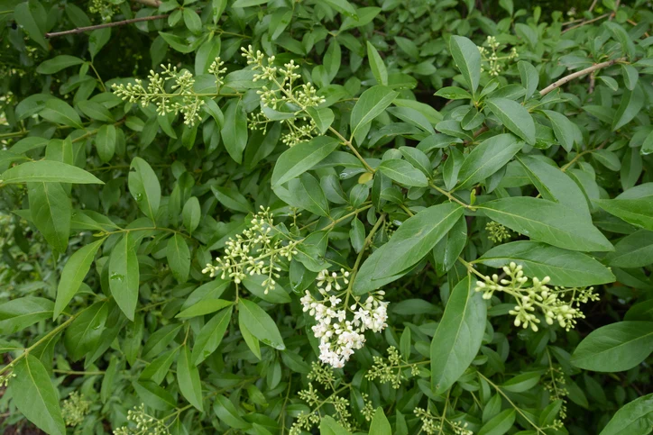 Vintergrön liguster 40-60 cm