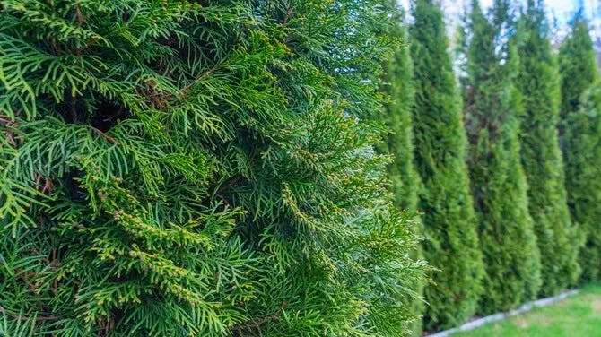 Thuja Smaragd 125-150 cm
