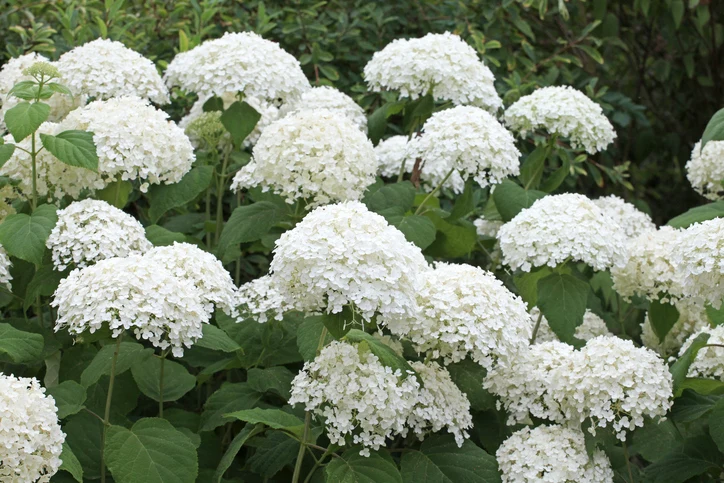 Vidjehortensia 'Annabelle' 40-60 cm