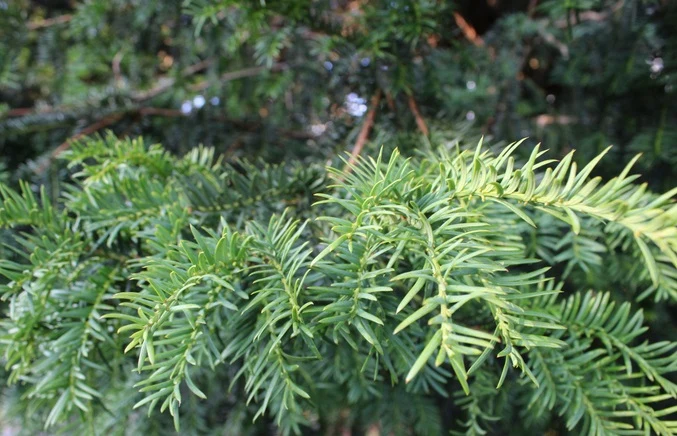 Krypidegran 'Repandens' 30-40 cm