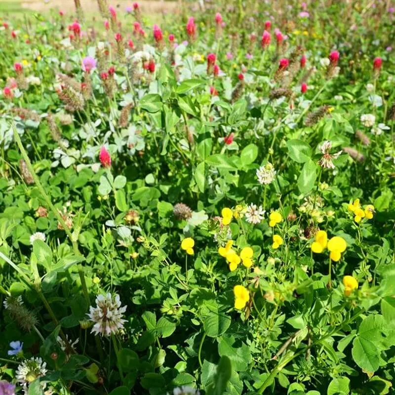 Blom- och pollineringsbrak utan gräs 10 kg