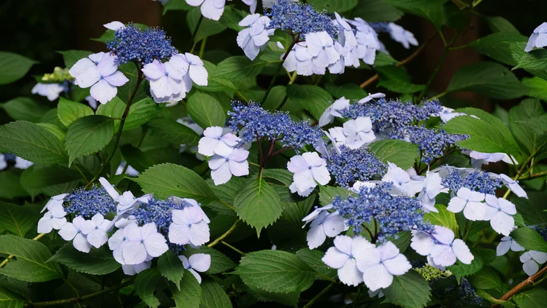 Purpurhortensia 'Bluebird' 30-40 cm