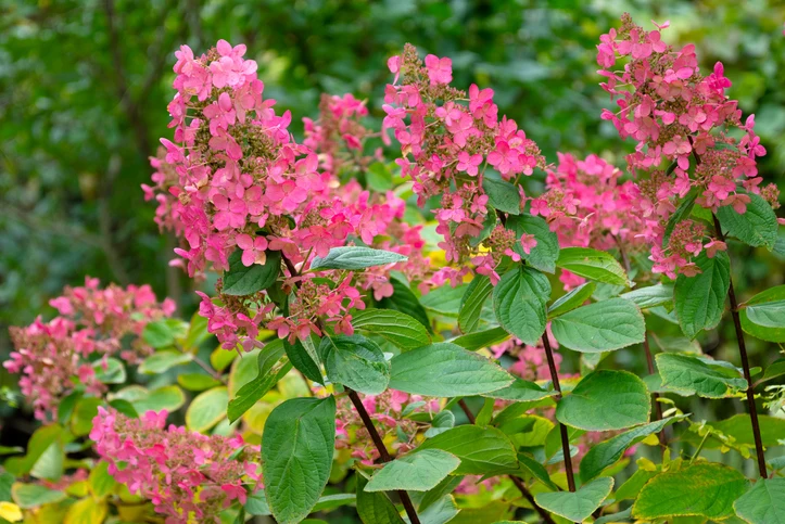 Vipphortensia 'Wim's Red' 60-80 cm