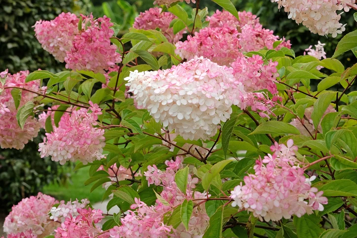 Vipphortensia 'Vanille-Fraise' 40-60 cm