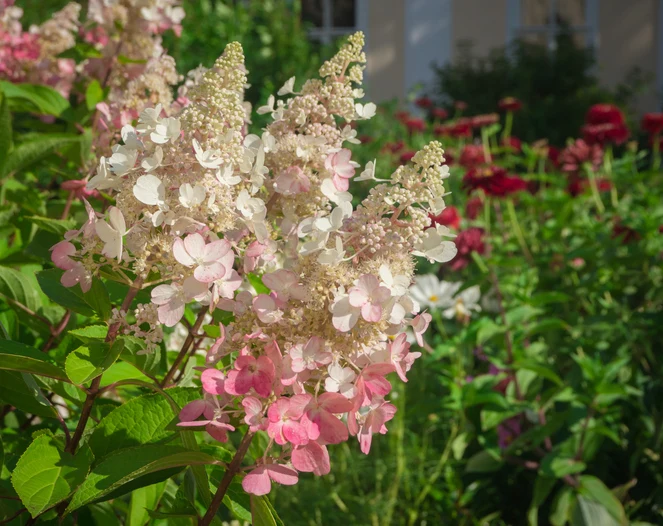 Vipphortensia 'Pinky Winky' 40-60 cm
