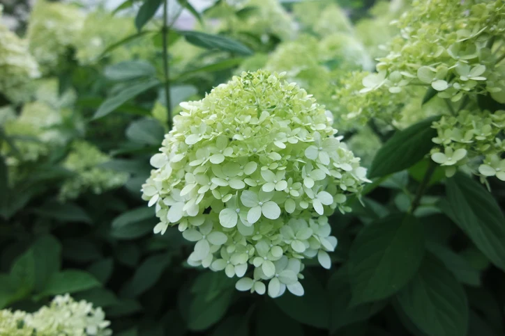 Vipphortensia 'Limelight' 40-60 cm