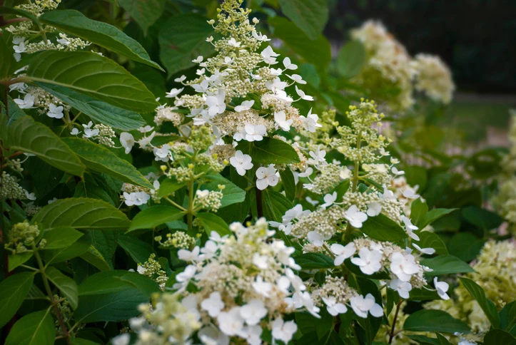 Vipphortensia 'Kyushu' 80-100 cm
