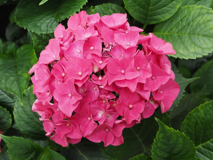 Hortensia 'Masja' 30-40 cm