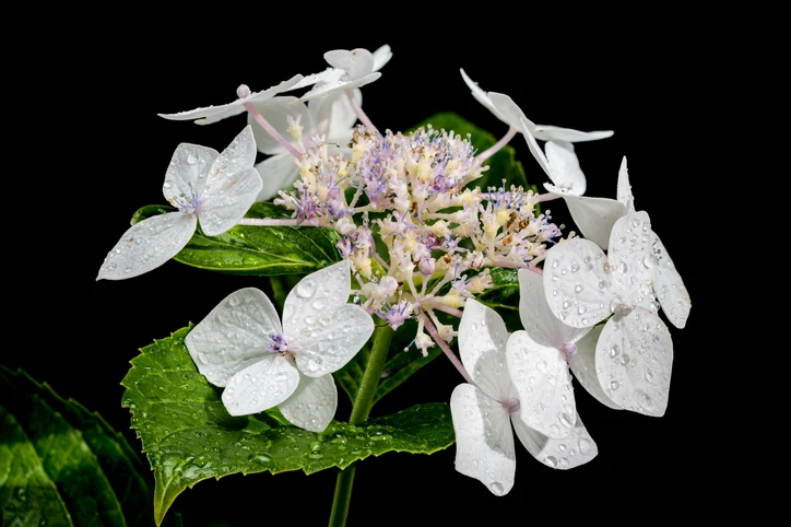 Hortensia 'Lanarth White' 30-40 cm