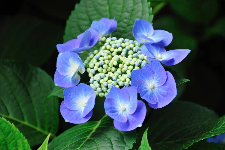 Hortensia 'Blaumeise' 30-40 cm