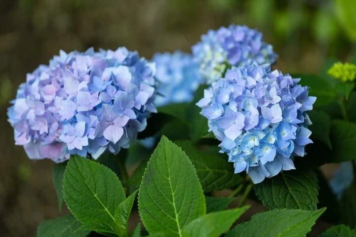 Hortensia 'Endless Summer' 30-40 cm