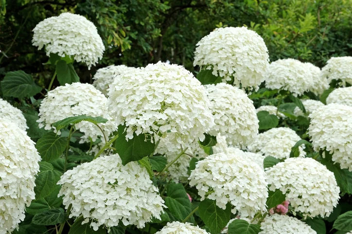 Vidjehortensia 'Strong Annabelle' 40-60 cm