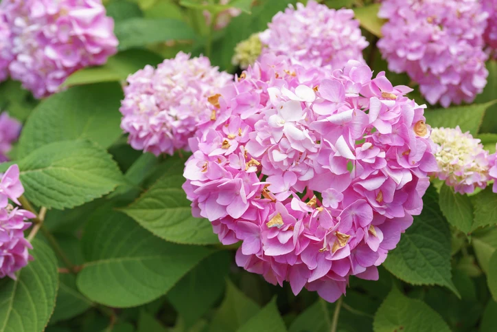 Vidjehortensia 'Pink Annabelle' 40-60 cm