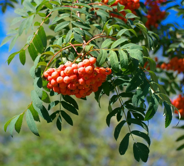 Sötrönn 'Edulis' 10-12