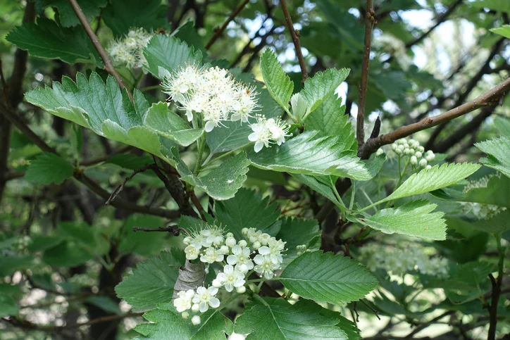Vitoxel 'Magnifica' 10-12