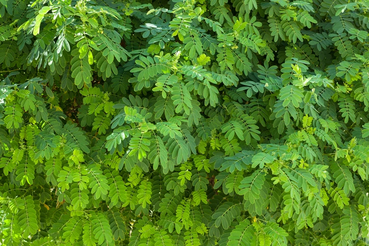 Robinia 10-12
